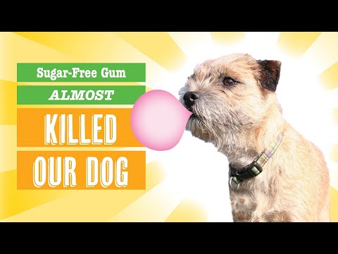 Dog Ate Chewing Gum - How Google Helped Save Our Dog's Life!