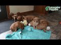 Miniature Golden Retriever dogs for sale: Cupcake - Video 1