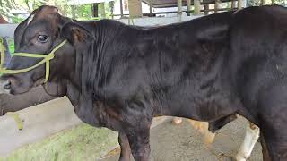 Download the video "8.10.2025 BBB Kem giá rẻ siu đẹp 0375.933.965"