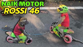 Download lagu FUNNY MONKEY MASK FUNNY MONKEY RIDING A MOTORCYCLE LIKE RACER VALENTINO ROSSI mp3 Download lagu FUNNY MONKEY MASK FUNNY MONKEY RIDING A MOTORCYCLE LIKE RACER VALENTINO ROSSI mp3