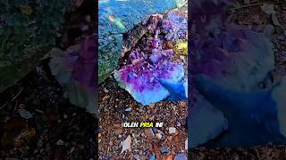 Download lagu Batu Amethyst Yang Sangat Indah! 😍 mp3