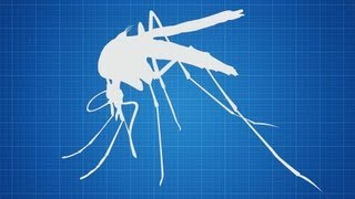 Hadyn Parry: Re-engineering mosquitos to fight disease