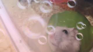 【ハムスター】どんぐりハウスから顔を出すハムスターが可愛すぎる！