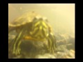 Kiara Simba 2 Párty Wmv