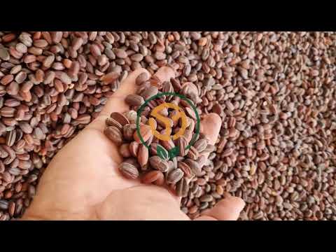 Jojoba Seeds