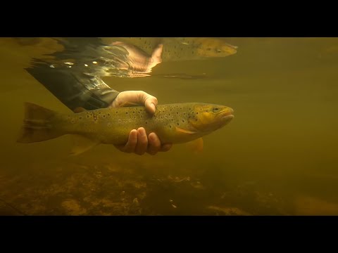 Jõeforelli püüdmas - Catching brown trout 04.2019