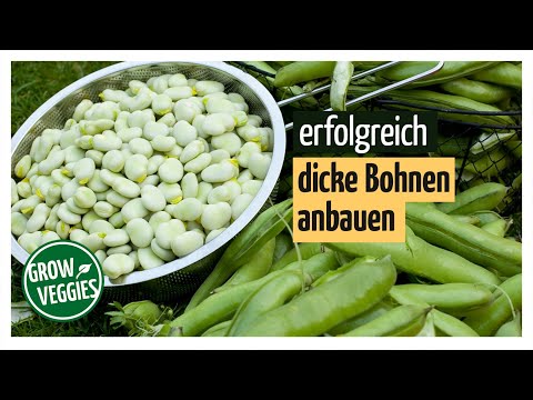 , title : 'Dicke Bohnen anbauen | Gemüseanbau im Garten @Gartengemüsekiosk'