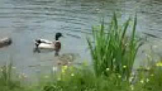 preview picture of video 'Kayluka (Kailaka) - ducks in the lake'