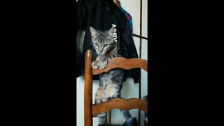 Ty Dolla $ign, Quality Control, Lil Yachty - Movin&#39; Up (Cat Dance)