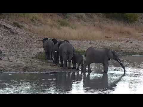 Djuma: Elephants-Fang's herd-Pt:1 - 06:18 - 03/10/2022
