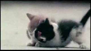 Save Ferris-Let Me In .wmv