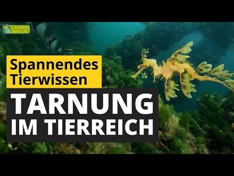 Wie tarnen sich Tiere? Mimikry im Tierreich! - Tier-Doku für Kinder