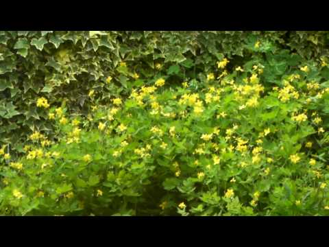 Savigliano-Cuneo-Italy