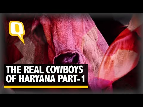 The Quint: The Real Cowboys of Haryana Part 1
