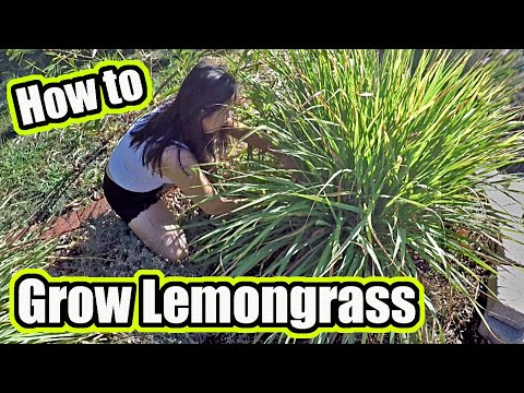 How To Grow Lemongrass Plant At Home | Plus, Garden Harvest And Possible Uses 🌱
