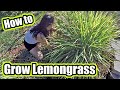 How To Grow Lemongrass Plant At Home | Plus, Garden Harvest And Possible Uses 🌱