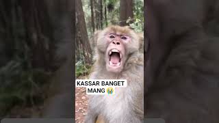 Download lagu monyet kaget #shortvideo #funny mp3