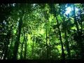 Schoenberg, Lied der Waldtaube (Gurrelieder ...