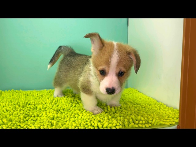 (子犬) 犬種:ウェルシュ・コーギー・ペンブローク 男の子 ブリーダー マロニエケンネル MARRONNIER KENNEL k4047の画像