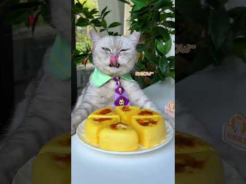 Cows Milk for Kittens
