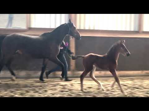 Stutfohlen von Floriscount x Fürst Heinrich