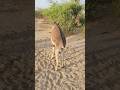 Donkey Power Foryou Animals Shortvideos Nature Viralvideos