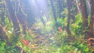 ¡Mantenimiento en directo! acuario de Aqualupi