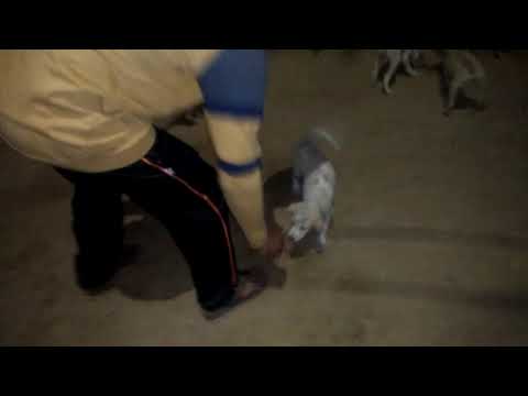 Chandhu koushik playing with puppies