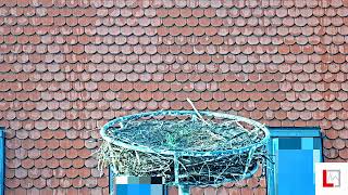 Bavaria · Langquaid · Storchenkamera Markt live stream