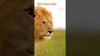 Download lagu tera baap aaya #shorts and lion ki video #animals mp3