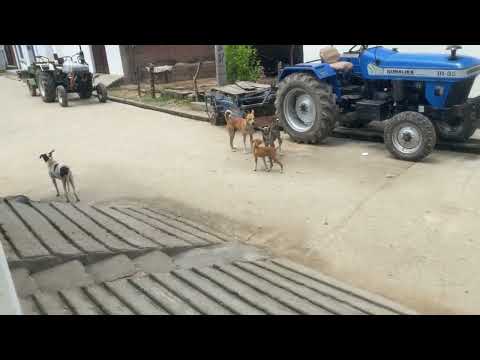 Village Dog ka Milne Plan #rajanimalsguru #desidog  #dogmeeting 