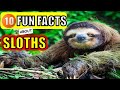 10 Fun FACTS About SLOTHS For KIDS
