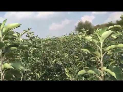 Szkółki [jesień 2016] – Jankowski i Syn, Gąbin