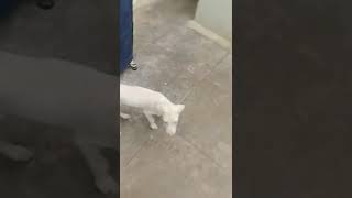 Rajapalayam Puppies Videos