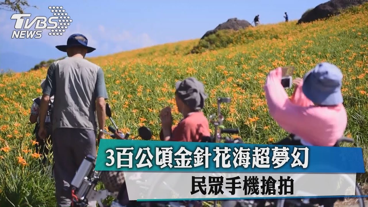 3百公頃金針花海超夢幻 民眾手機搶拍