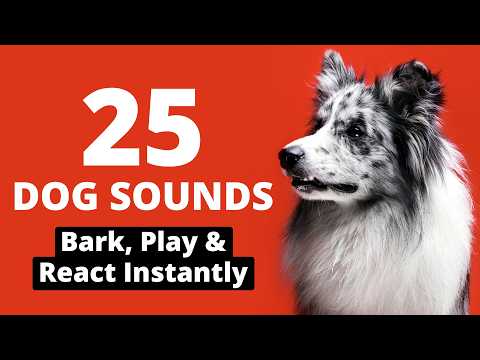25 Best DOG Sounds That Make Dogs Bark, Play &amp; React Instantly