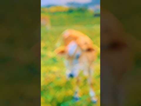 A paisagem mais Linda é a Natureza de Deus 💚 #minasgeraisoficial #vidanocampo #vidanaroça #