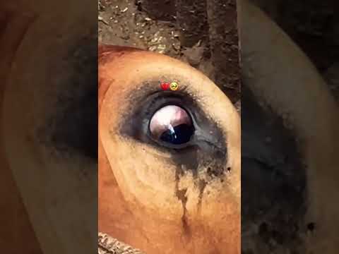 Yar💔#viral #cow #animals #cowlover #shortsviral #fypシ #viralvideo #view #cowvideos