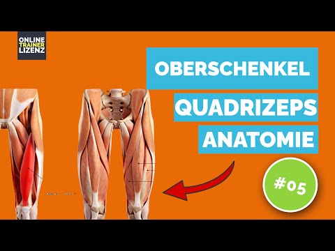 Muskulöse Beine / Anatomie Musculus Quadriceps femoris / Lerninhalt B-Lizenz