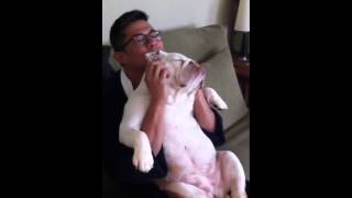 臉部馬殺雞　鬥牛犬表情超享受