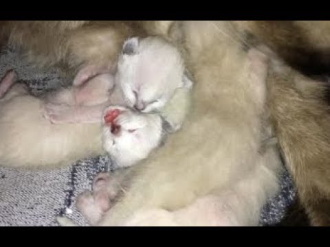 Newborn adorable  Siamese Kittens,1 Week Old Family fun