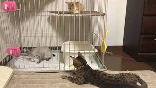 #保護猫 #先住猫 #ベンガル 三日目のハクとラテ。