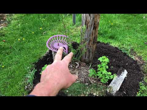 Tree Guilds - Understanding Patterns and Relationships