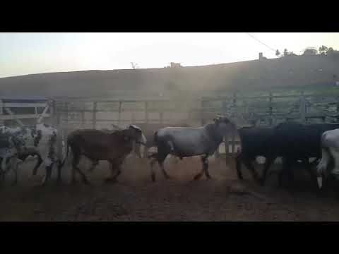 ➡️ *PROMOÇÃO 14 Garrotes: 2.300 reais cada em  Serraria/ Paraíba. Whatsapp 84 99810 2784*#gado #agro