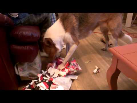 Shelby opening Christmas present 2013