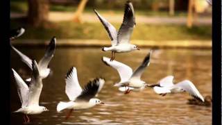 Lamb - What Sound (original mix)