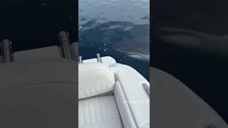 Look who visiting us today, Shark a cartilaginous fish known for hydrodynamic body and sharp teeth.
