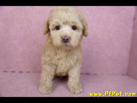 12/06奶油貴賓母幼犬(花蓮市)