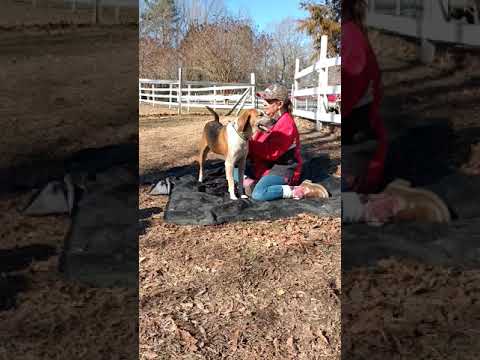 Jimmy, an adopted Foxhound in Charles City, VA_image-1