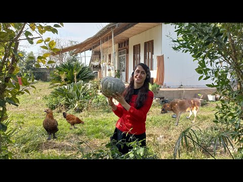 Pumkin day in my village || The best pumpkin recipe👌|| village lifestyle